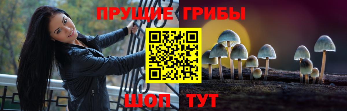 Псилоцибиновые грибы Psilocybe Железноводск